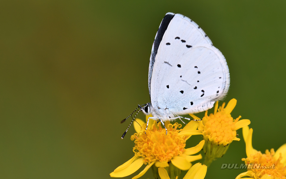 01 Holly Blue (Celastrina argiolus)